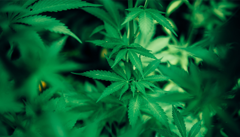 Cannabis leaves | Medical Cannabis | Benefits by Design