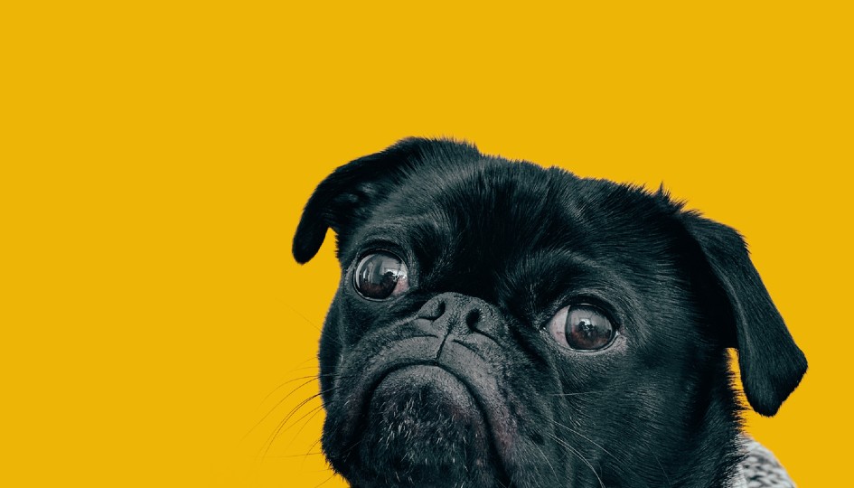 Pug on a yellow background