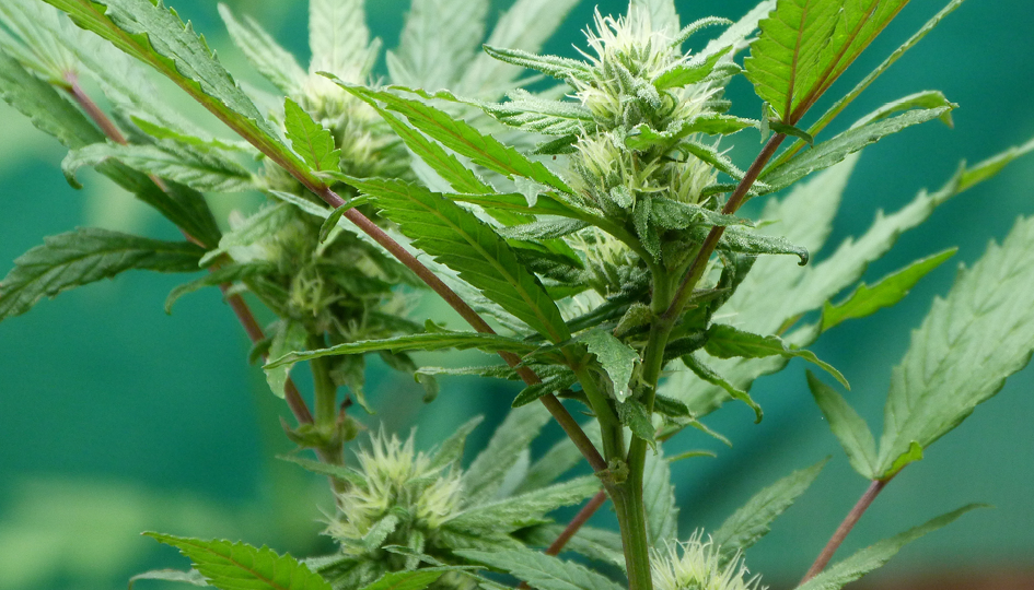 Cannabis plant | Cannabis | Benefits by Design