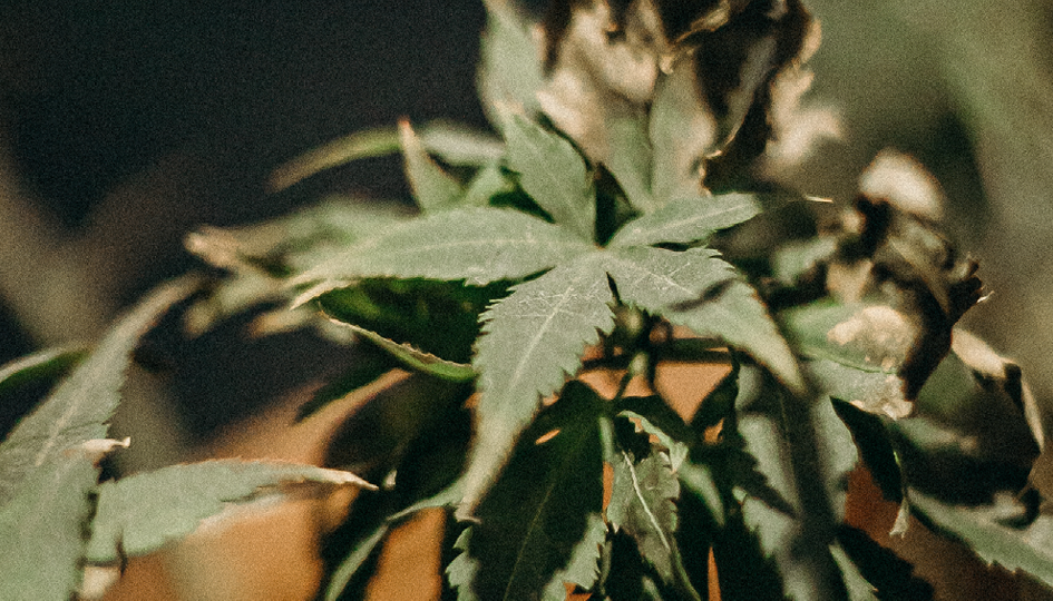 Cannabis plant | recreational cannabis | Benefits by Design